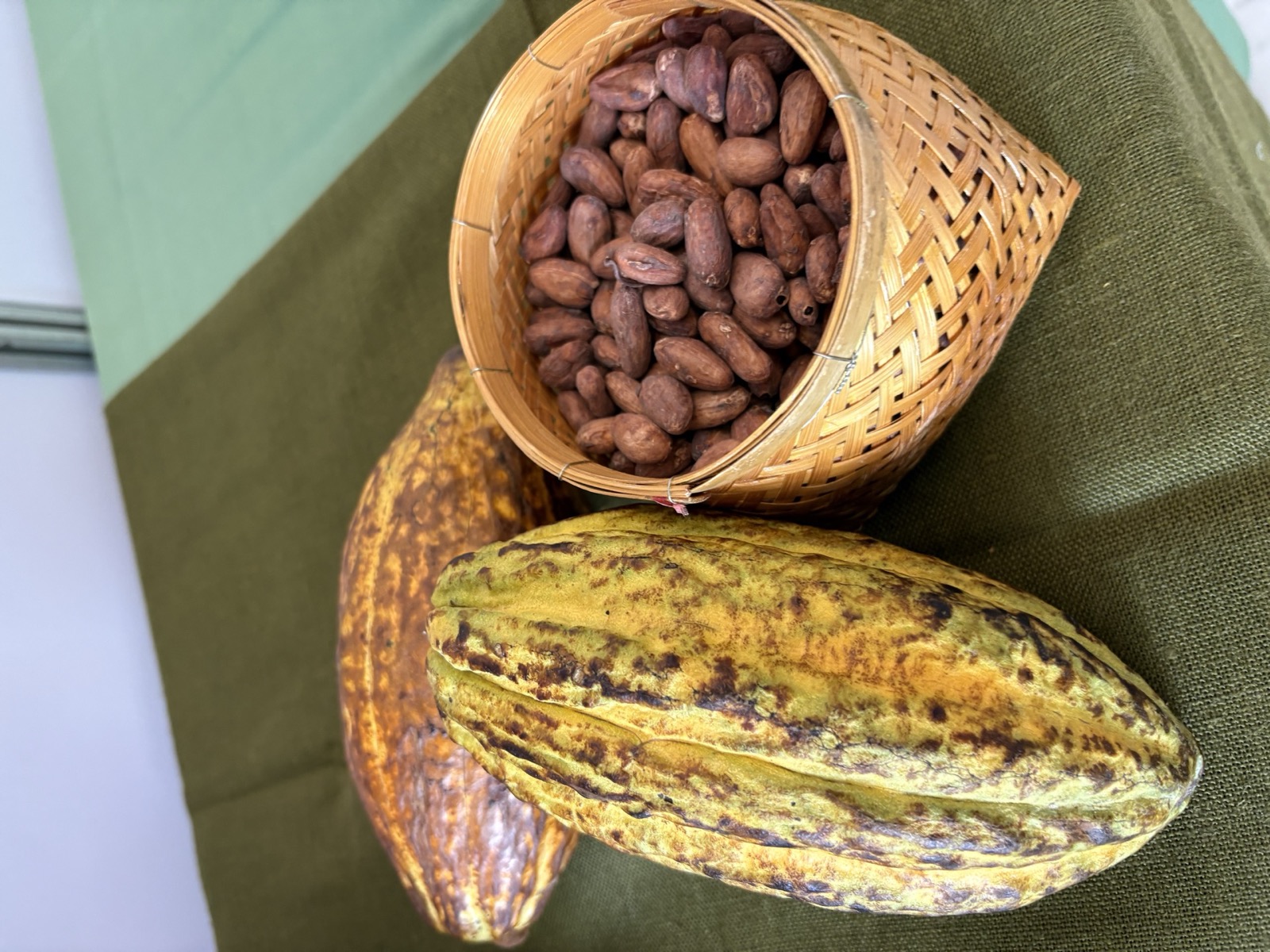 Cacao bean samples